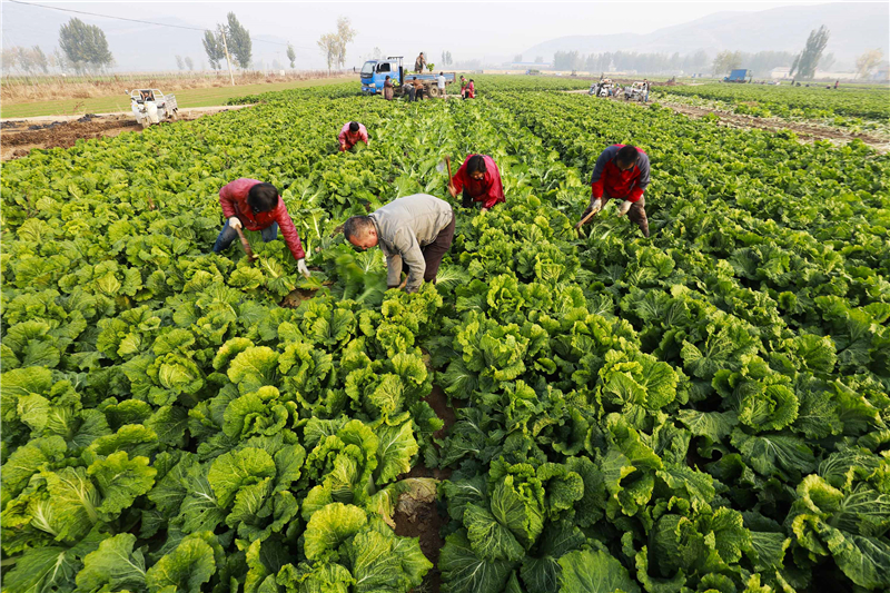 2018�� 11��2�����ӱ�ʡ����h�����^�(zh��n)��ɽ�ڴ��r(n��ng)�������g�ի@�ײ������A��l(f��)�����M�}(c��ng) �z��.jpg