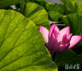 �ӱ����������