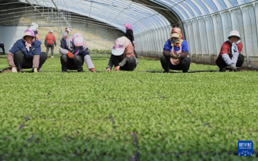 �����r(n��ng)æ